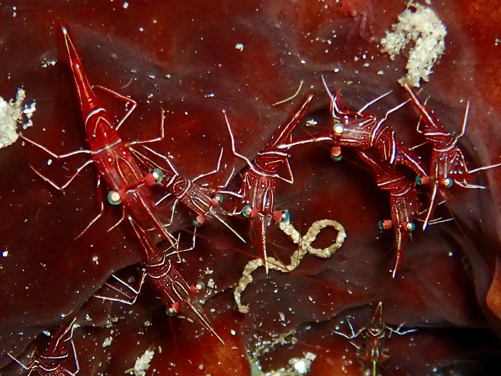 Spanish reef